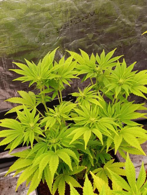 Sour Puffs Xpertnutrients. Week 8