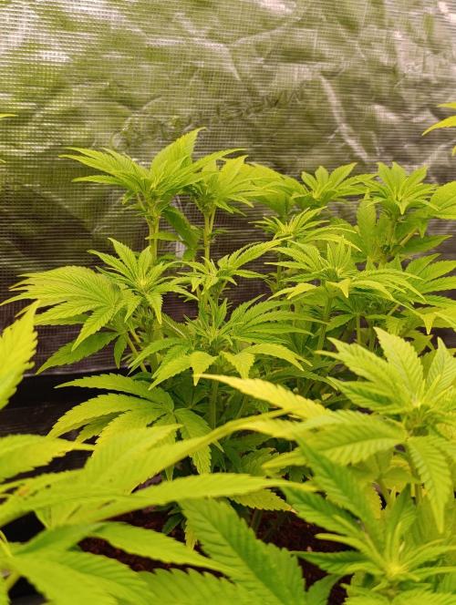 Sour Puffs Xpertnutrients. Week 8