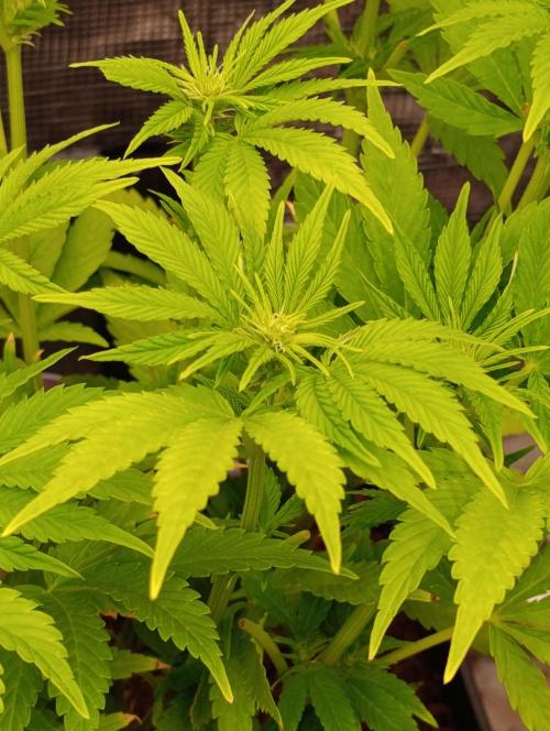 Sour Puffs Xpertnutrients. Week 8