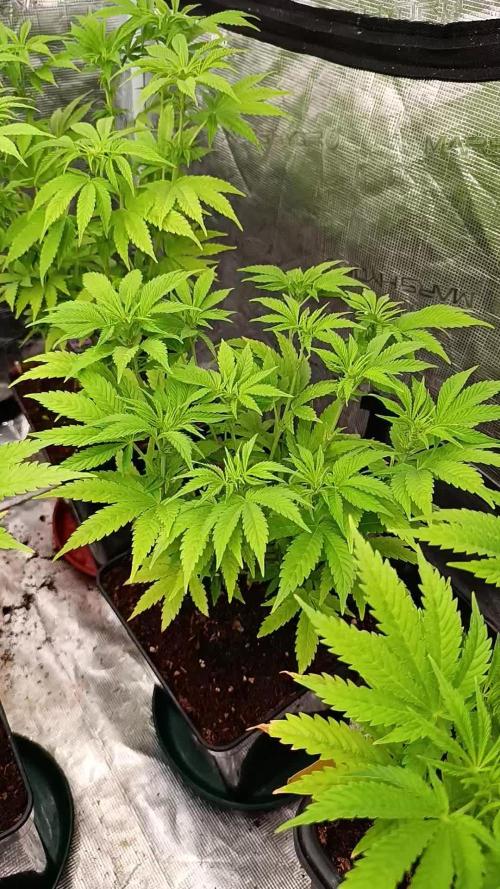 Sour Puffs Xpertnutrients