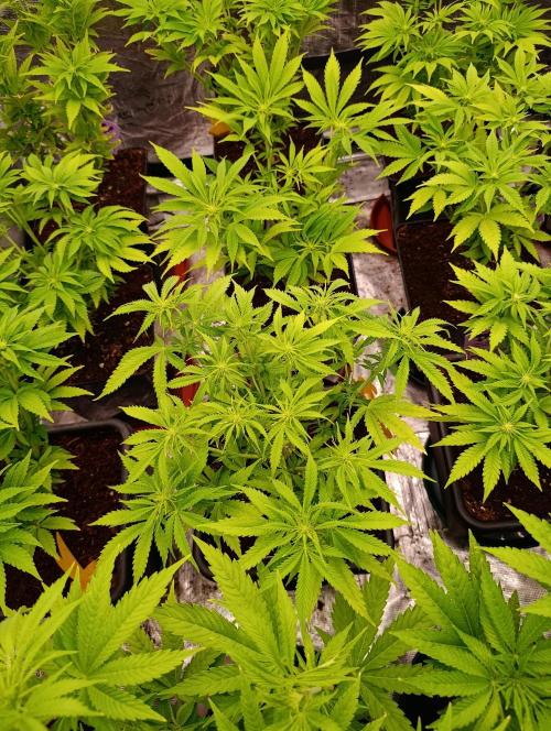 Privileged Baddie Xpertnutrients. Week 8