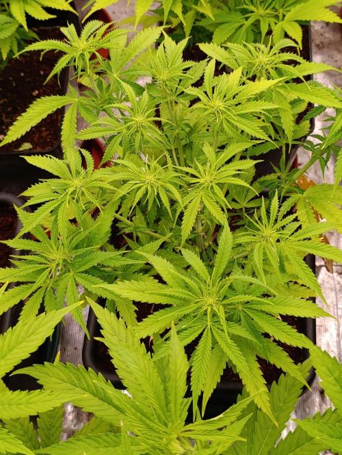 Privileged Baddie Xpertnutrients. Week 8