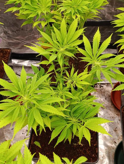 Privileged Baddie Xpertnutrients. Week 8