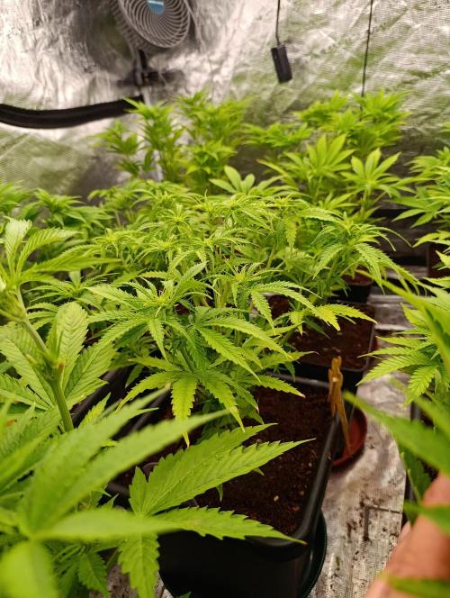 Privileged Baddie Xpertnutrients. Week 8