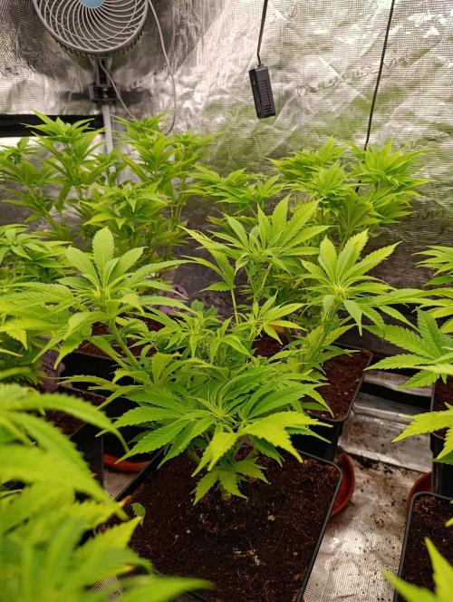 Privileged Baddie Xpertnutrients. Week 8