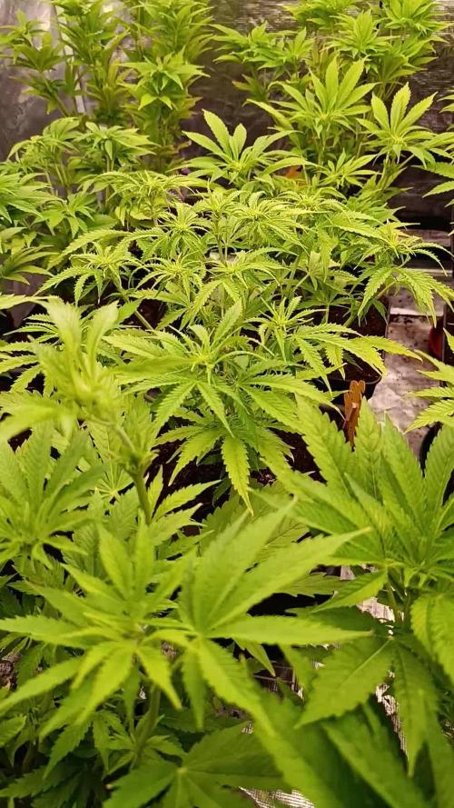 Red Banana Pudding II Marshydro