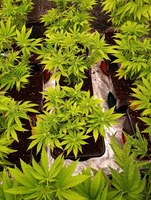 Red Banana Pudding II Marshydro. Week 8