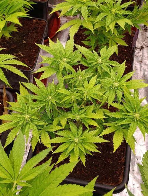 Red Banana Pudding II Marshydro. Week 8