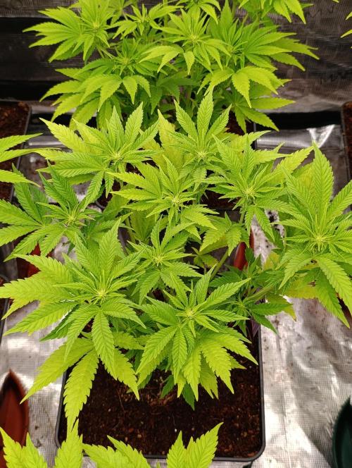 Red Banana Pudding II Marshydro. Week 8