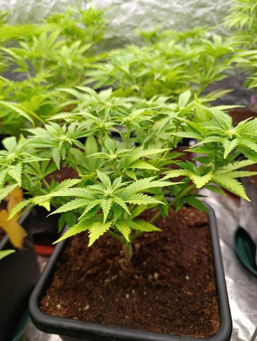 Red Banana Pudding II Marshydro. Week 8