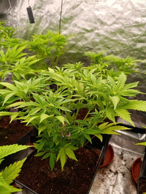 Red Banana Pudding II Marshydro. Week 8