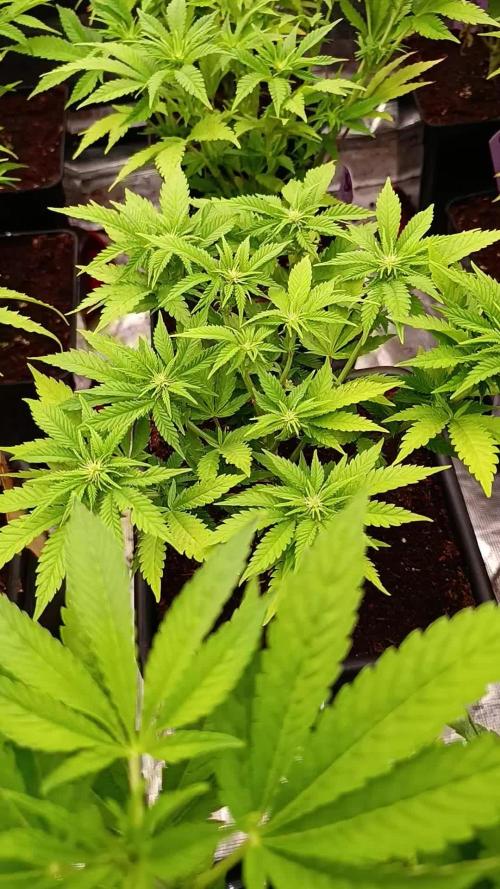 Red Banana Pudding II Marshydro