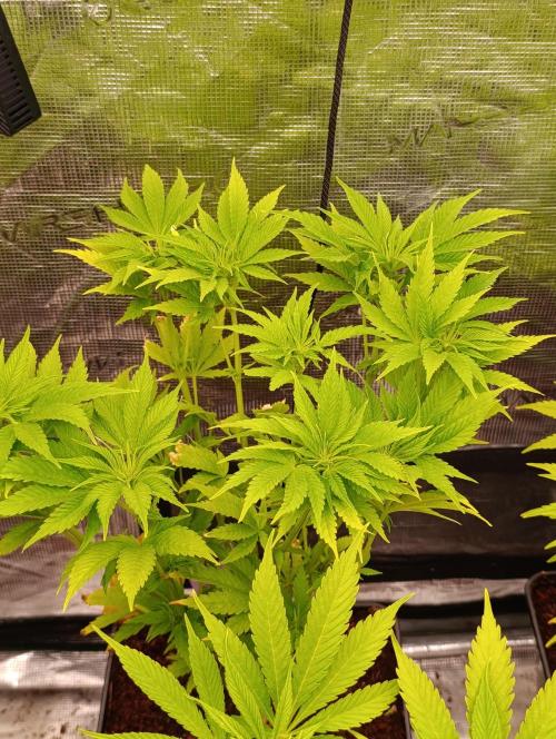 Zoomiez & Marshydro. Week 8
