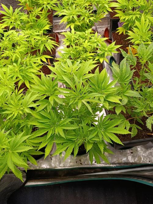 Zingatsu Xpertnutrients. Week 7