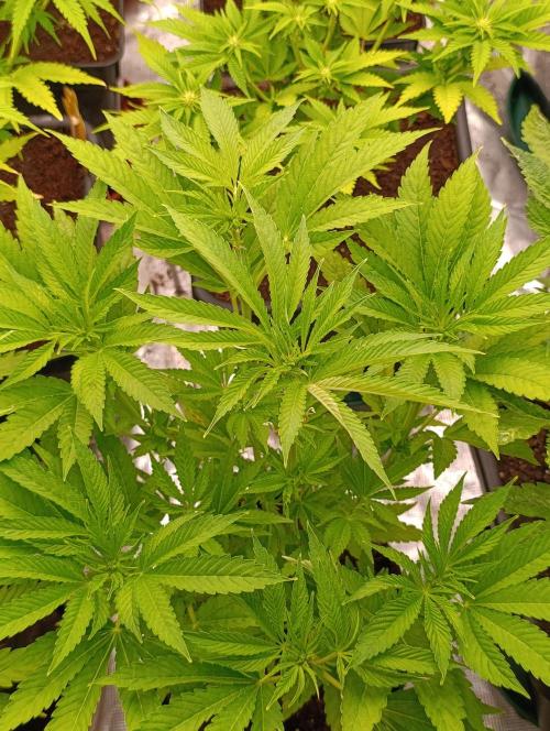 Zingatsu Xpertnutrients. Week 7