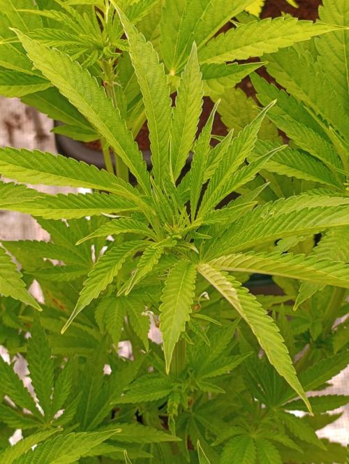 Zingatsu Xpertnutrients. Week 7