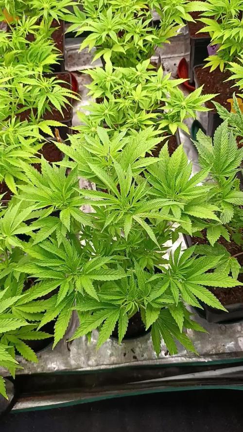 Zingatsu Xpertnutrients