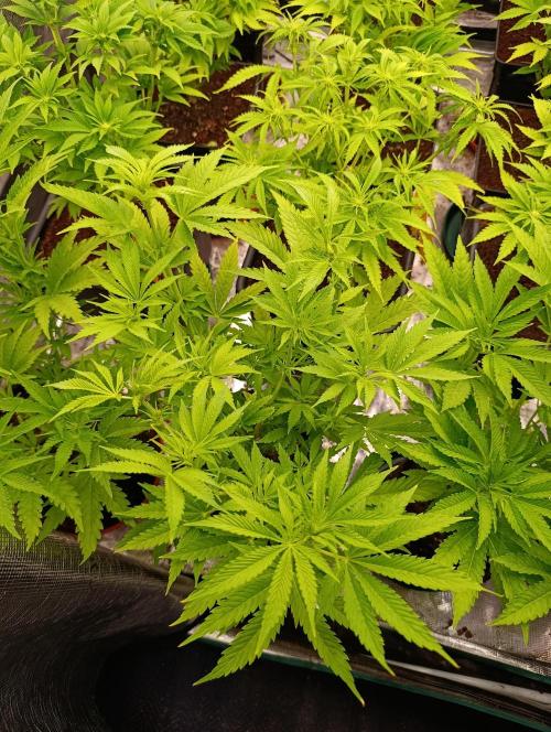 Banana Fumes. Week 7