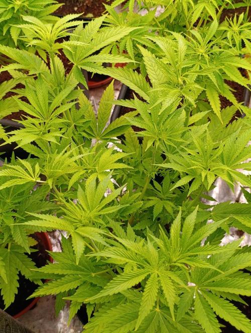 Banana Fumes. Week 7