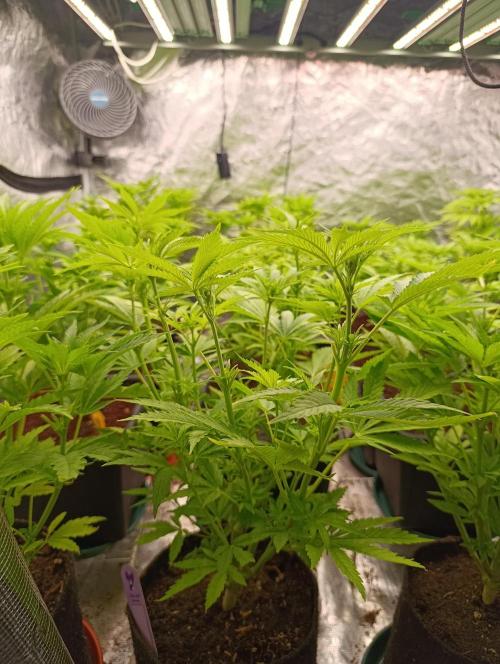 Banana Fumes. Week 7