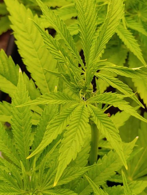 Banana Fumes. Week 7
