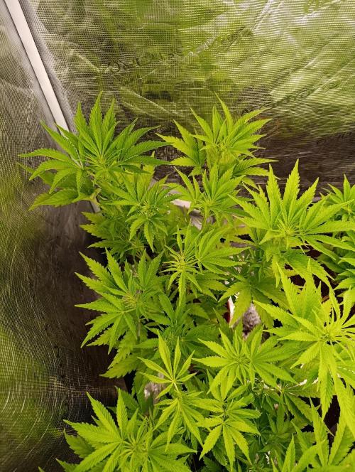 Sundae Driver Marshydro. Week 7