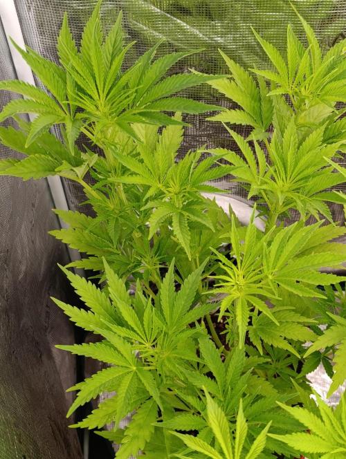 Sundae Driver Marshydro. Week 7