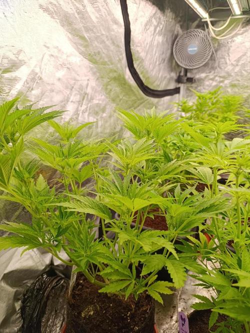 Sundae Driver Marshydro. Week 7