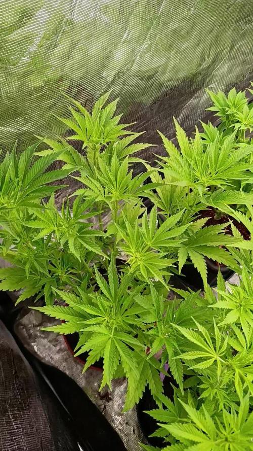 Sundae Driver Marshydro