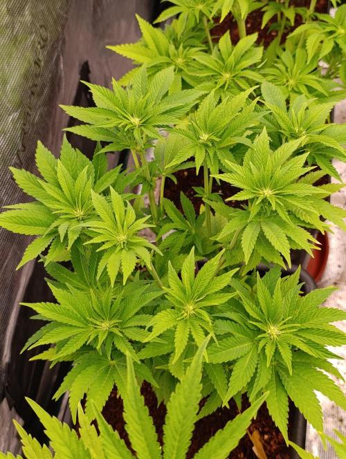 Isla Mirage Xpertnutrients. Week 8