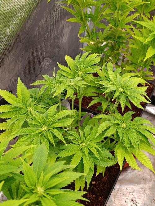 Isla Mirage Xpertnutrients. Week 8