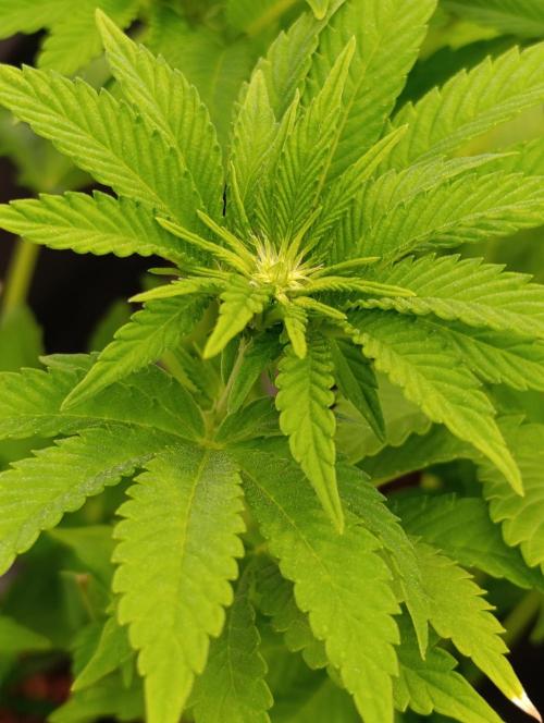 Isla Mirage Xpertnutrients. Week 8