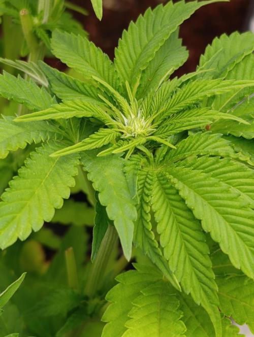 Isla Mirage Xpertnutrients. Week 8