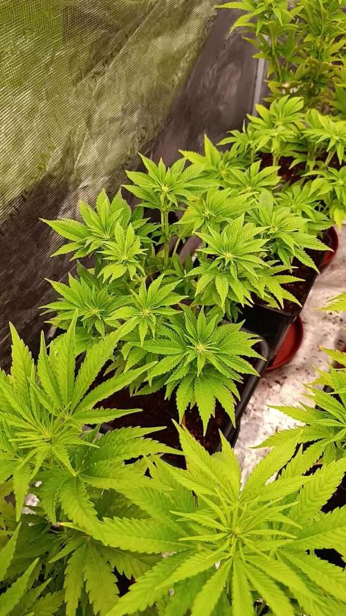 Isla Mirage Xpertnutrients