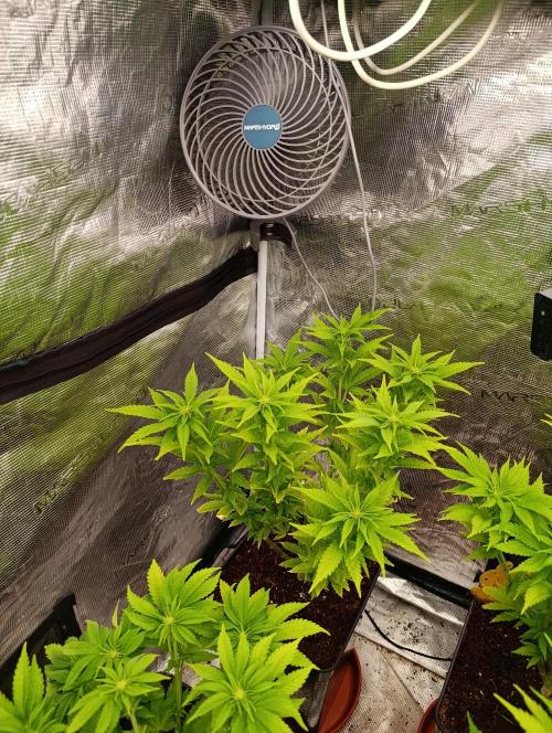 Grape Ape Marshydro. Week 8