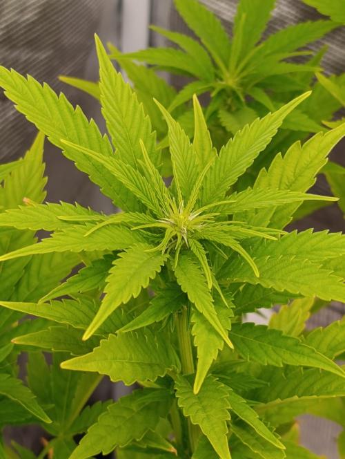 Grape Ape Marshydro. Week 8