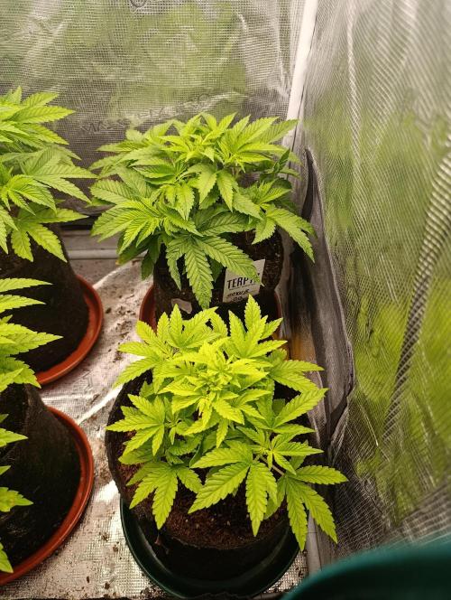 GokuZ OG Test & Marshydro. Week 6