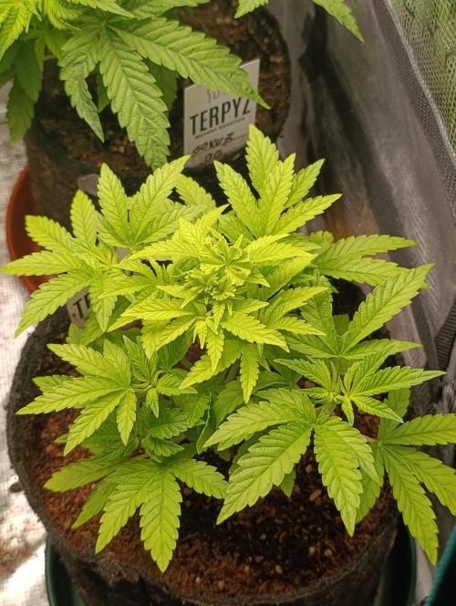 GokuZ OG Test & Marshydro. Week 6