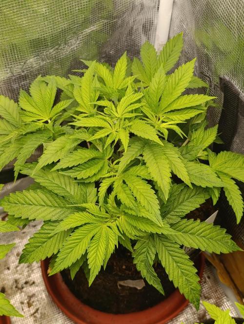 GokuZ OG Test & Marshydro. Week 6