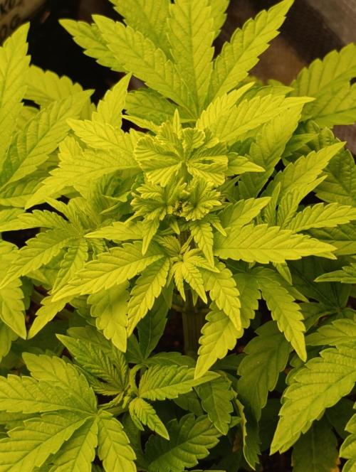 GokuZ OG Test & Marshydro. Week 6