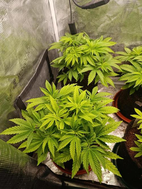 Zour MelonZ Test & Xpertnutrients. Week 6