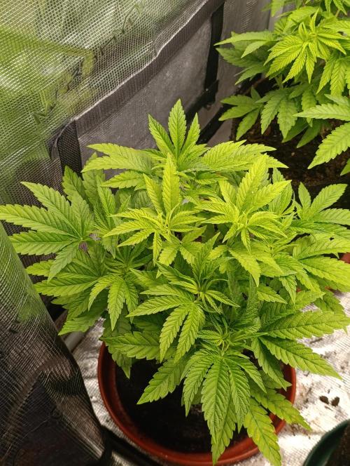 Zour MelonZ Test & Xpertnutrients. Week 6