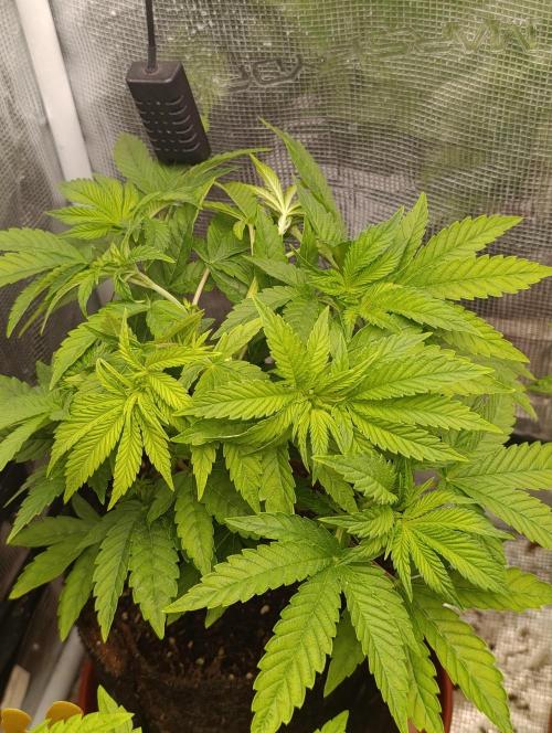 Zour MelonZ Test & Xpertnutrients. Week 6