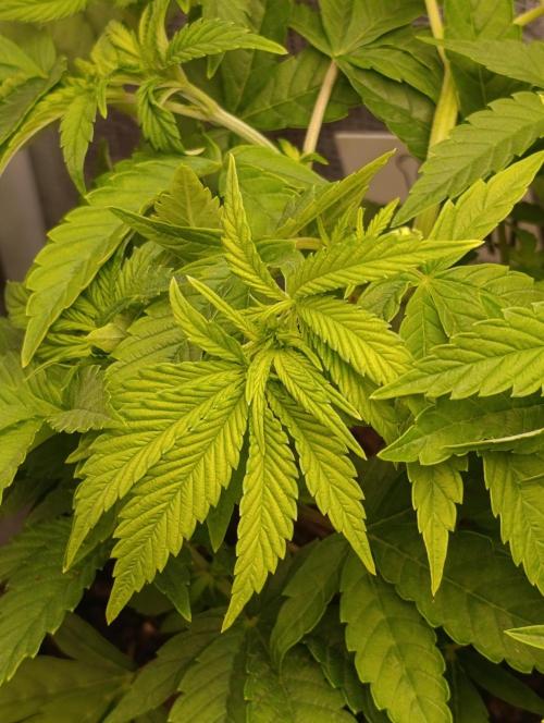 Zour MelonZ Test & Xpertnutrients. Week 6