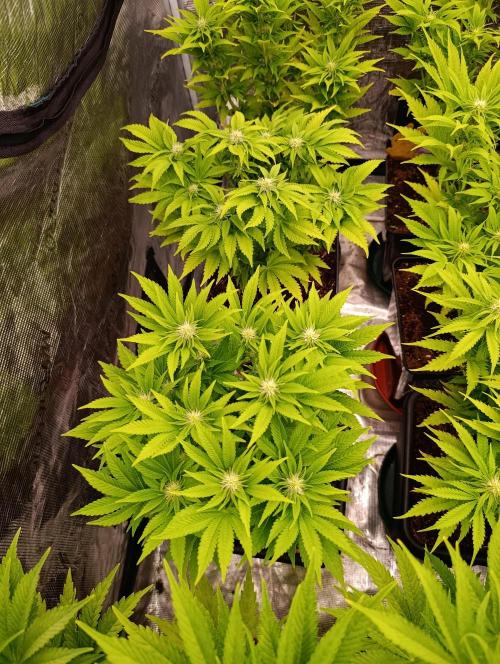 Isla Mirage Xpertnutrients. Week 9