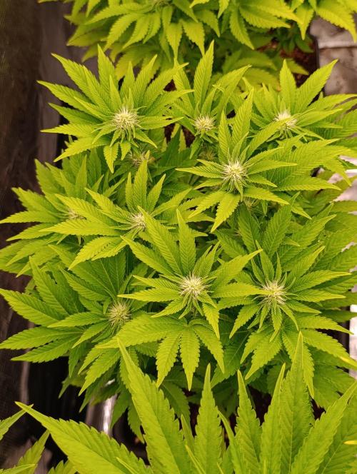 Isla Mirage Xpertnutrients. Week 9