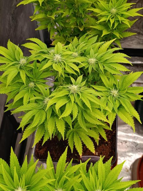 Isla Mirage Xpertnutrients. Week 9