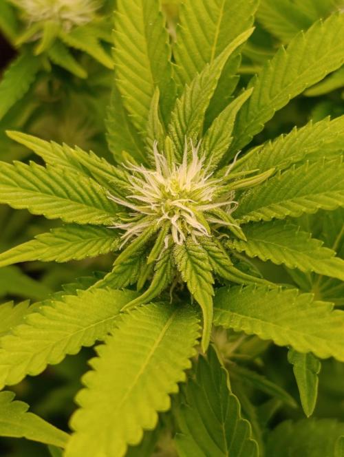 Isla Mirage Xpertnutrients. Week 9