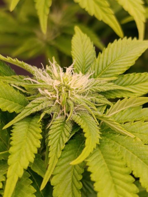 Isla Mirage Xpertnutrients. Week 9