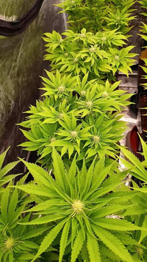 Isla Mirage Xpertnutrients